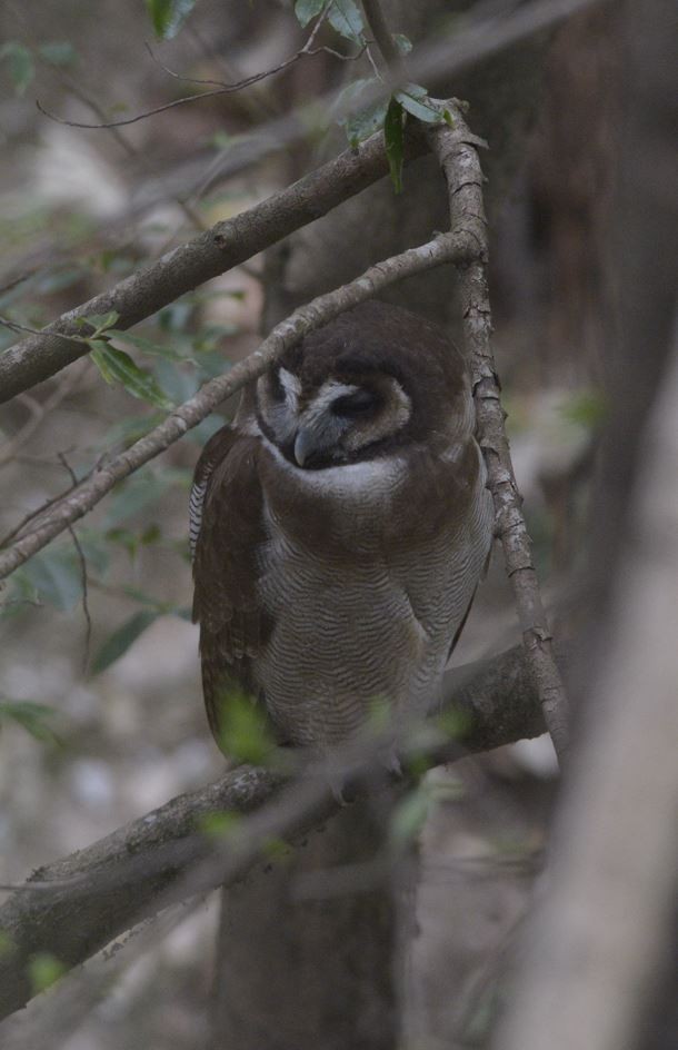 Brown Wood-Owl - Hemant Dhadnekar