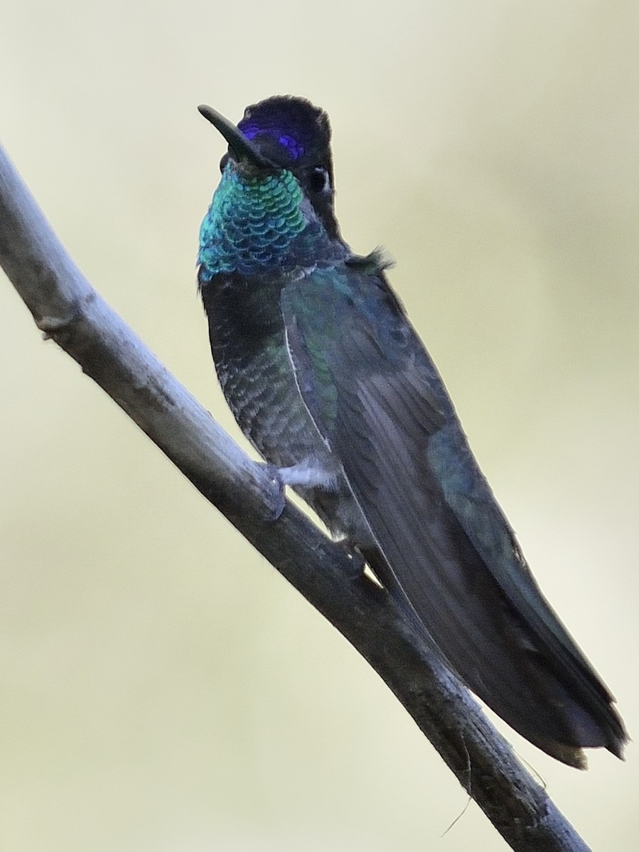 ub. kolibri (Trochilidae sp.) - ML88073701