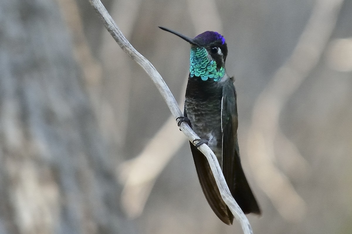 hummingbird sp. - Donald Casavecchia