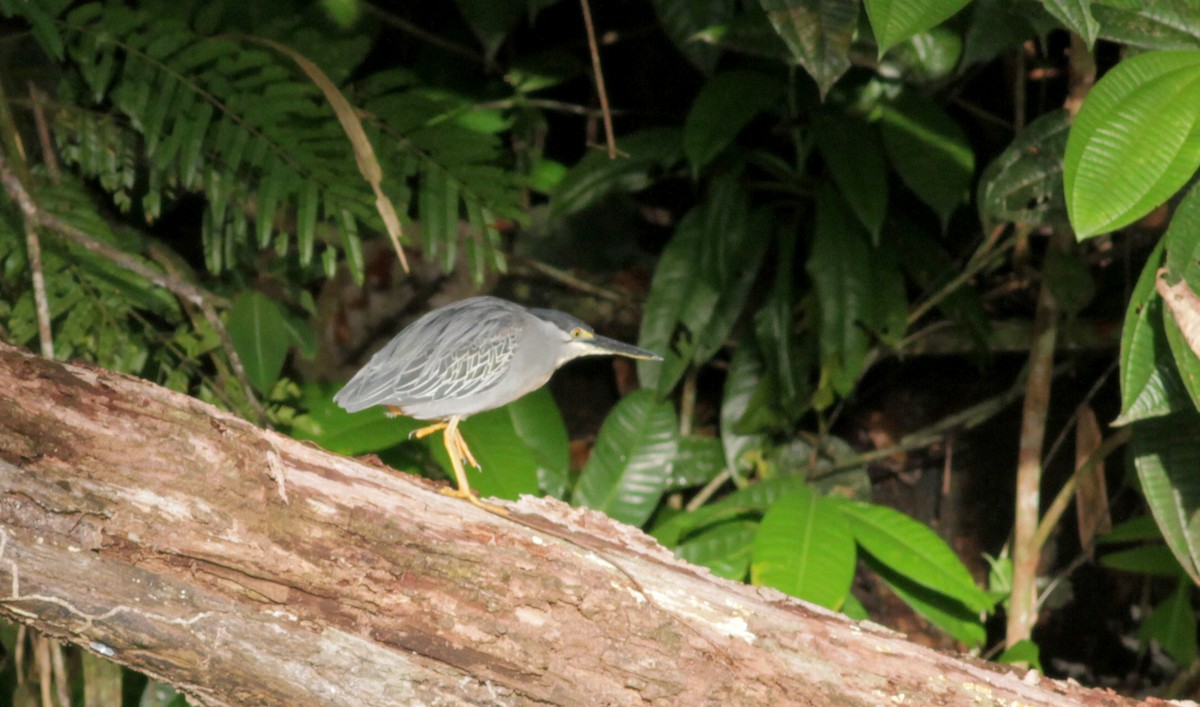 Striated Heron (South American) - Jay McGowan