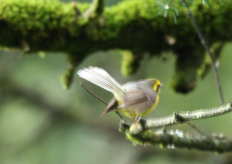 Yellow-bellied Fairy-Fantail - ML88075721
