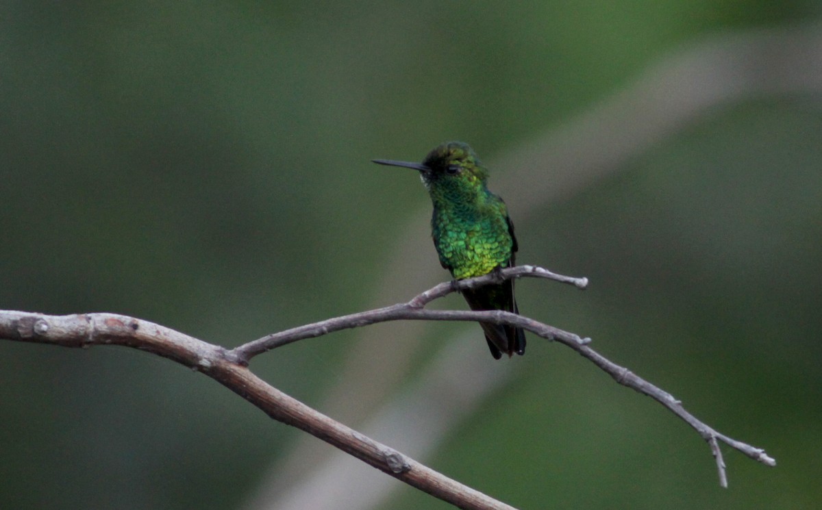 Blue-tailed Emerald - ML88079961