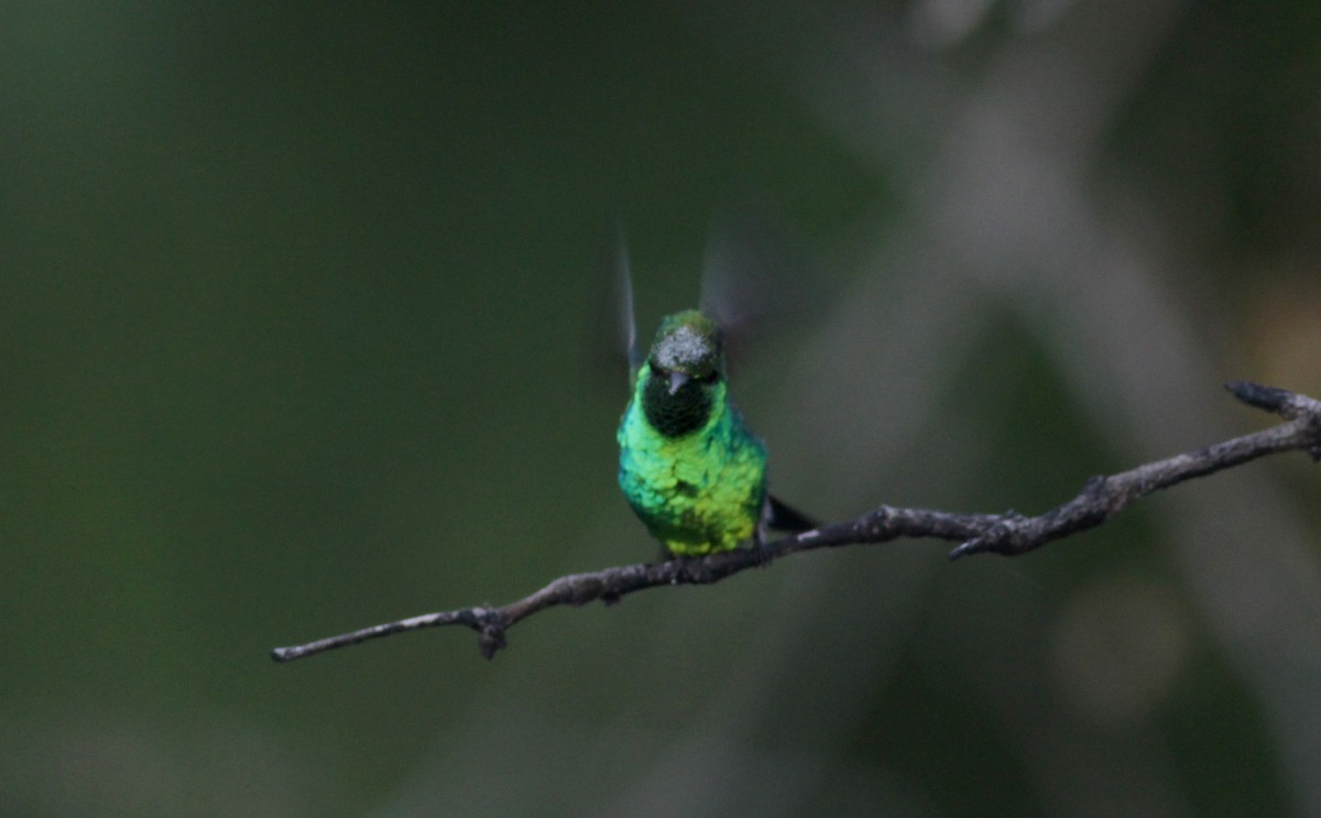 Blue-tailed Emerald - ML88079971