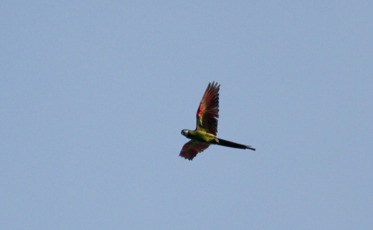 Chestnut-fronted Macaw - ML88080101