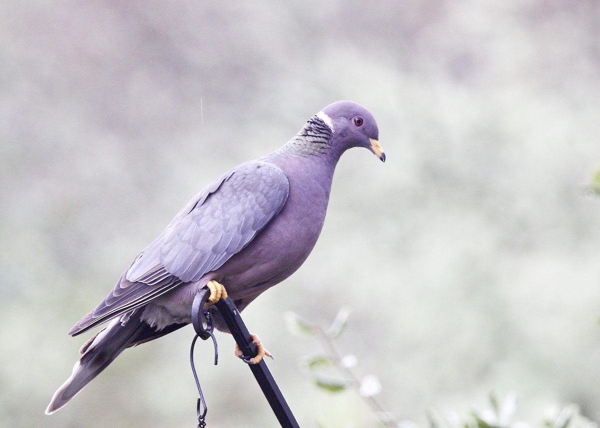 Band-tailed Pigeon - ML88080281