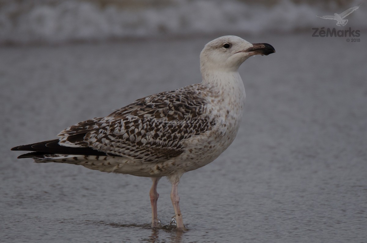 Great Black-backed Gull - José Marques