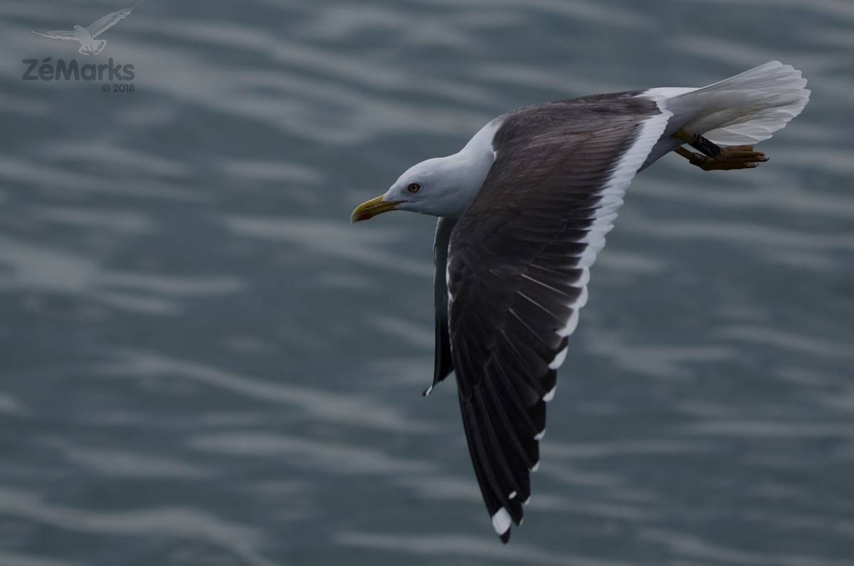 Lesser Black-backed Gull (intermedius) - José Marques
