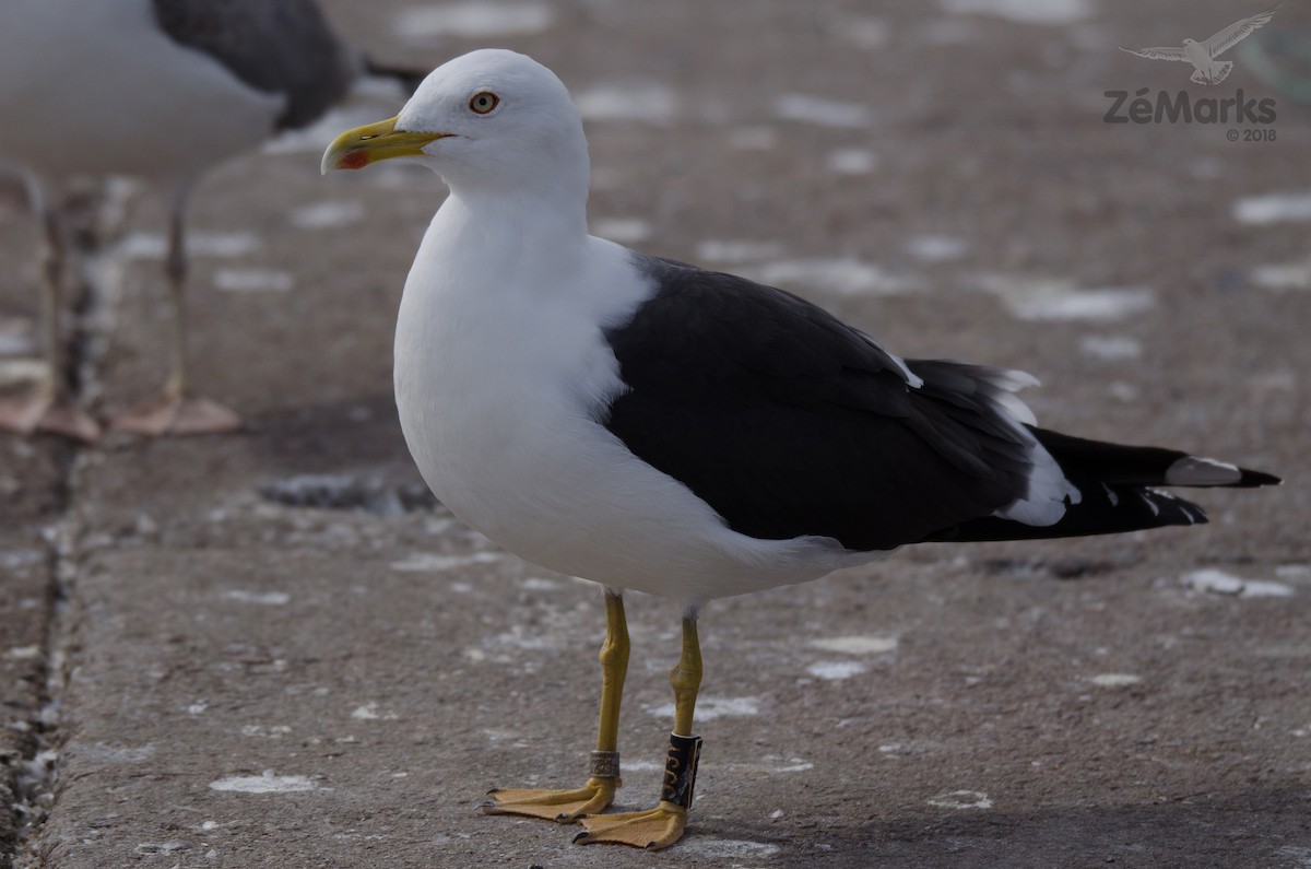 Lesser Black-backed Gull (intermedius) - ML88081021