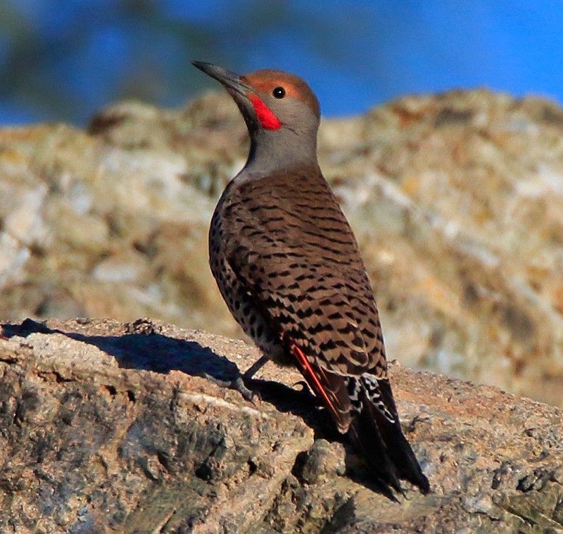 Northern Flicker (Red-shafted) - ML88081071