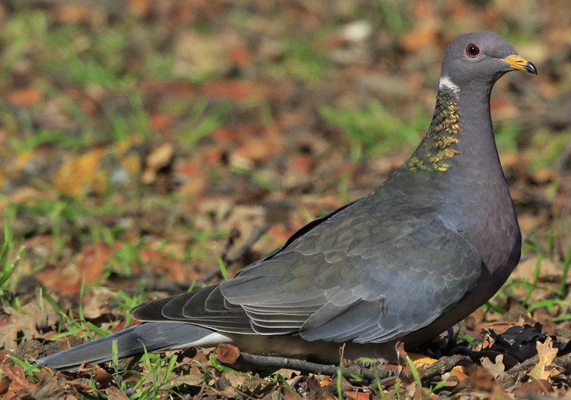 Band-tailed Pigeon - Gavin Emmons