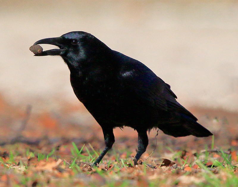 American Crow - ML88081601