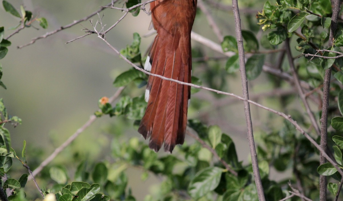 Squirrel Cuckoo (Amazonian) - ML88081871