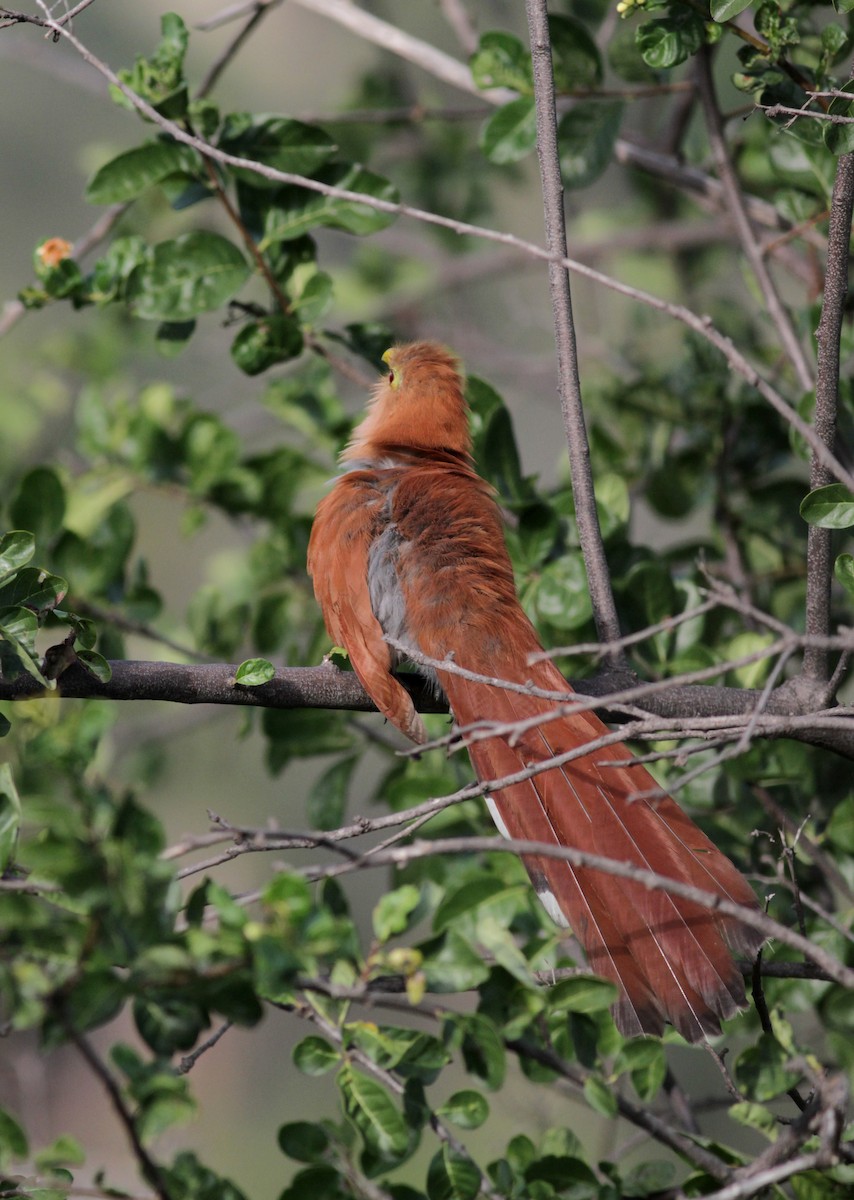 Squirrel Cuckoo (Amazonian) - ML88081881