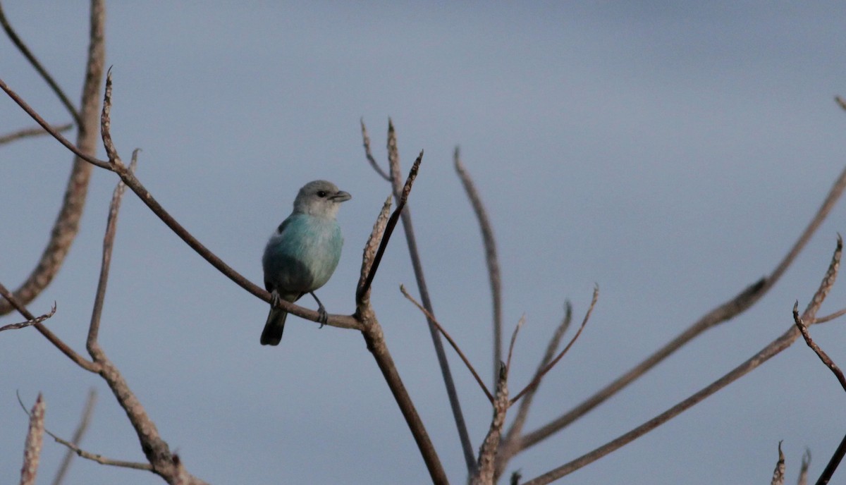 Glaucous Tanager - ML88082251