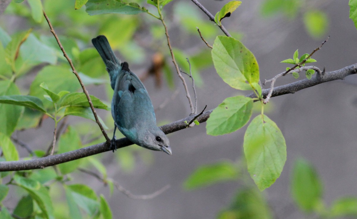 Glaucous Tanager - ML88082371