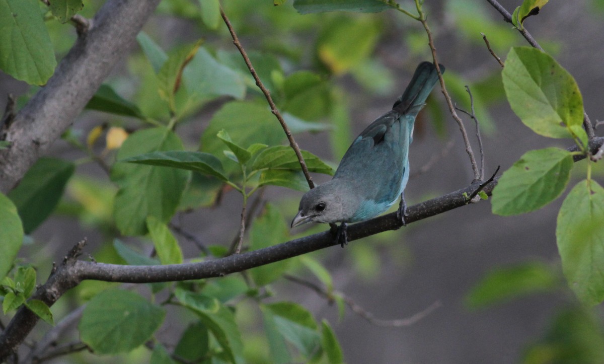 Glaucous Tanager - ML88082411
