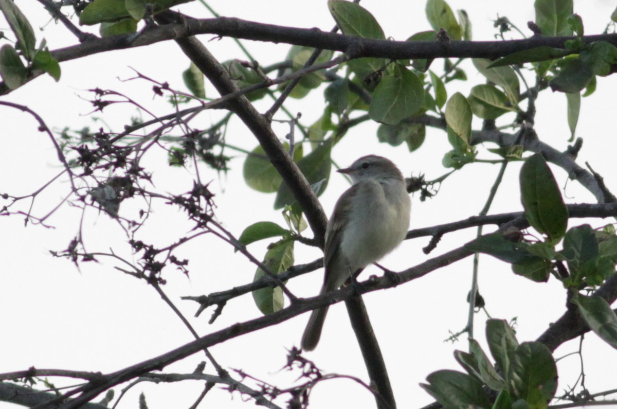 Northern Mouse-colored Tyrannulet - ML88082421