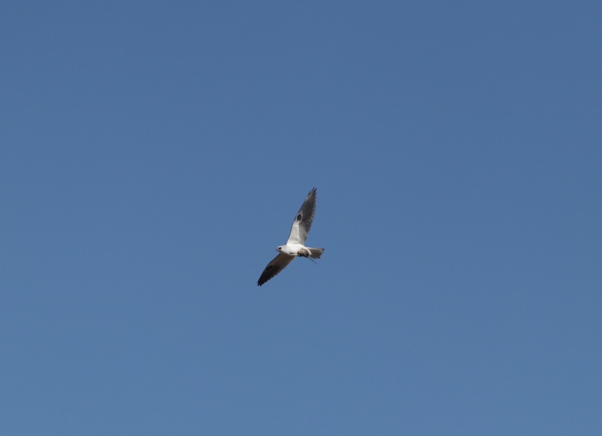 White-tailed Kite - Teresa  Dunlap