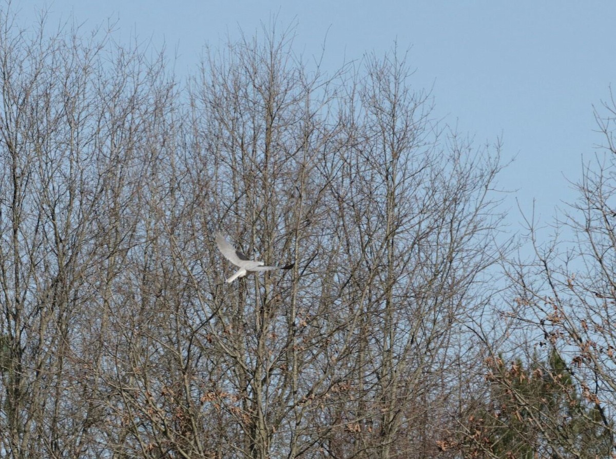White-tailed Kite - ML88082911