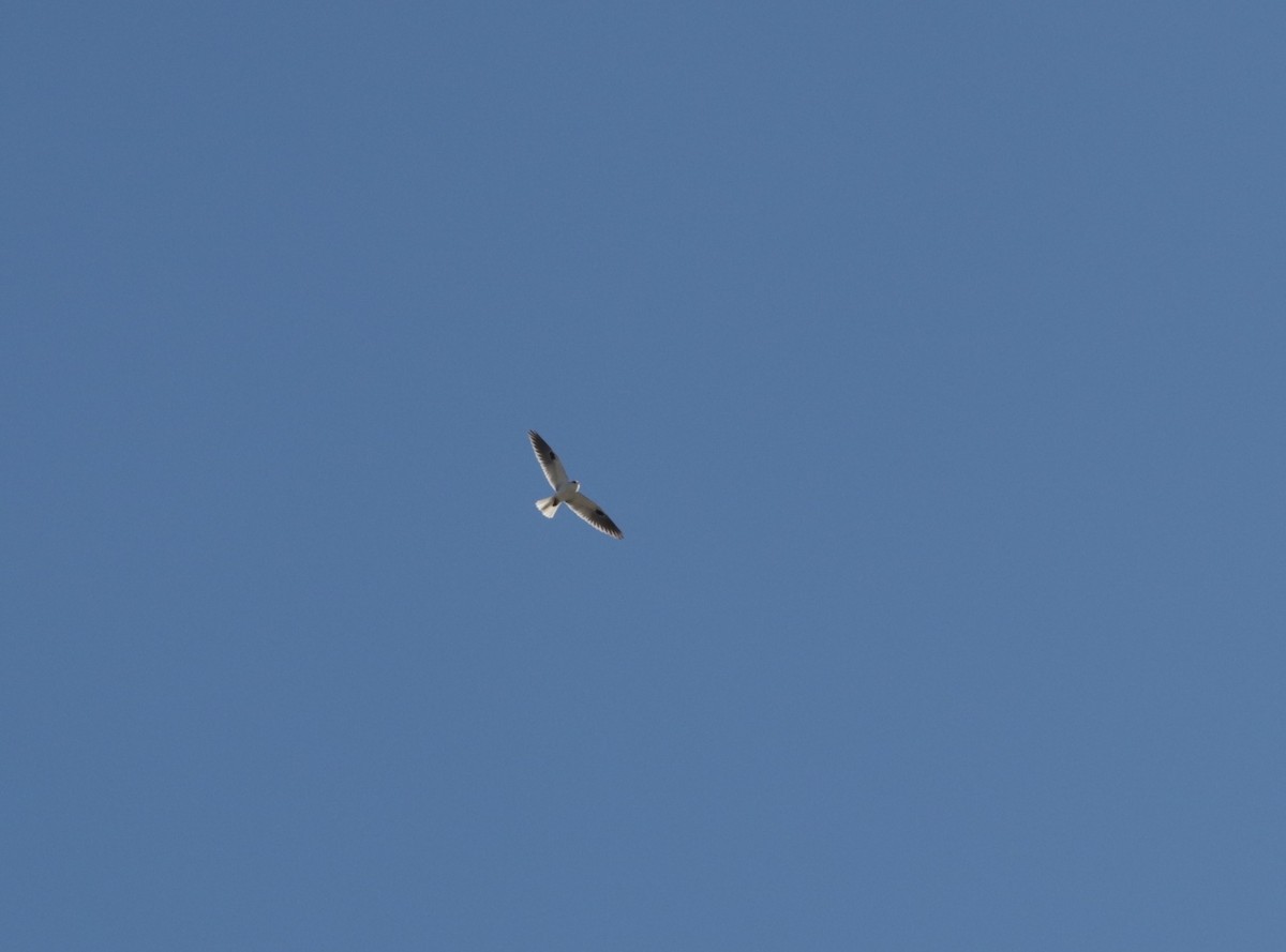 White-tailed Kite - ML88082991