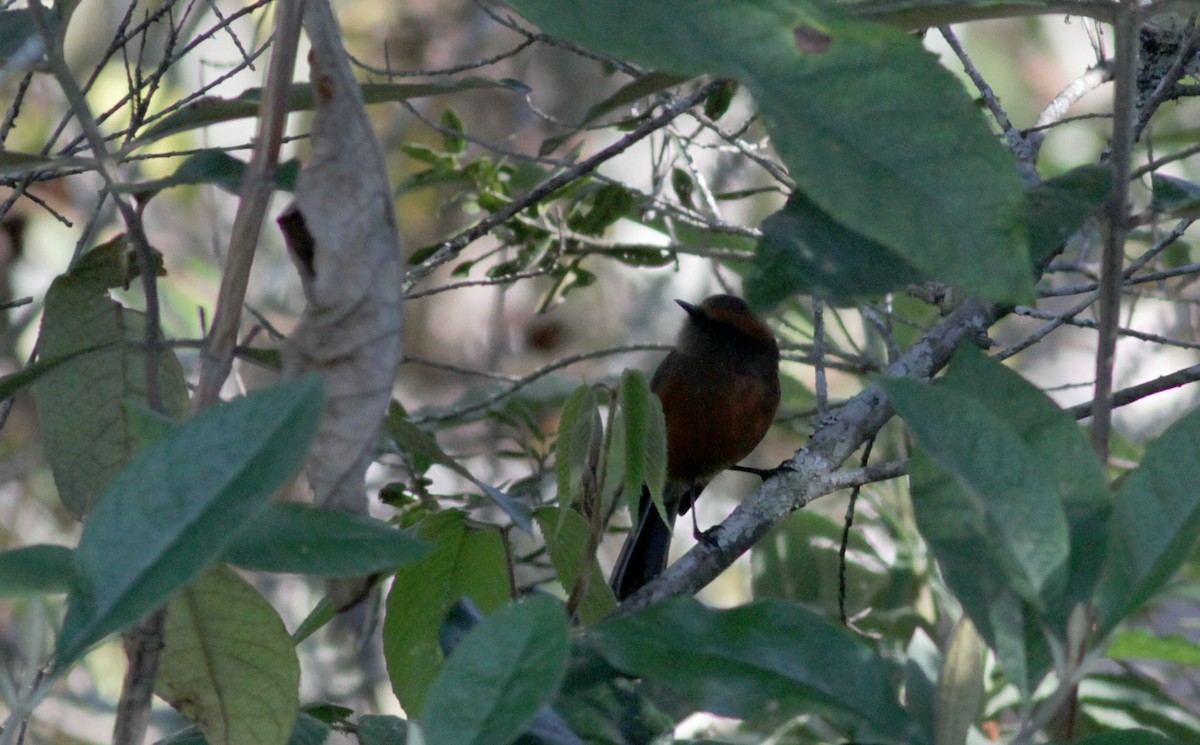 Rufous-browed Chat-Tyrant - ML88084161