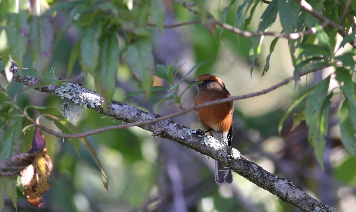 Rufous-browed Chat-Tyrant - ML88084231