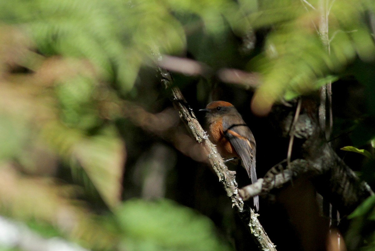 Rufous-browed Chat-Tyrant - ML88084251