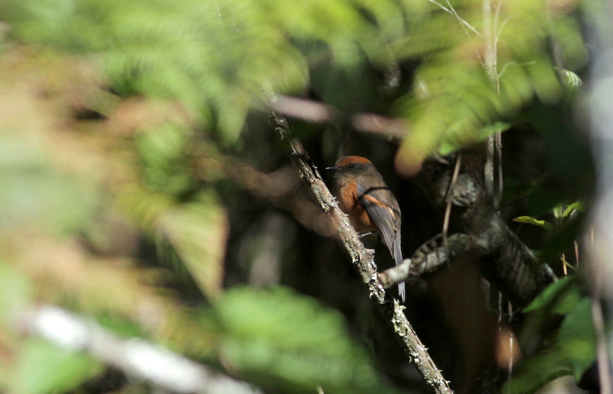 Rufous-browed Chat-Tyrant - ML88084261