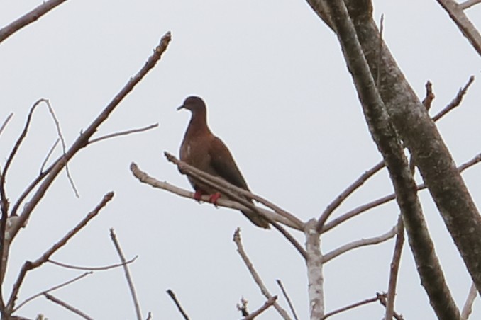 Pale-vented Pigeon - Alta Tanner