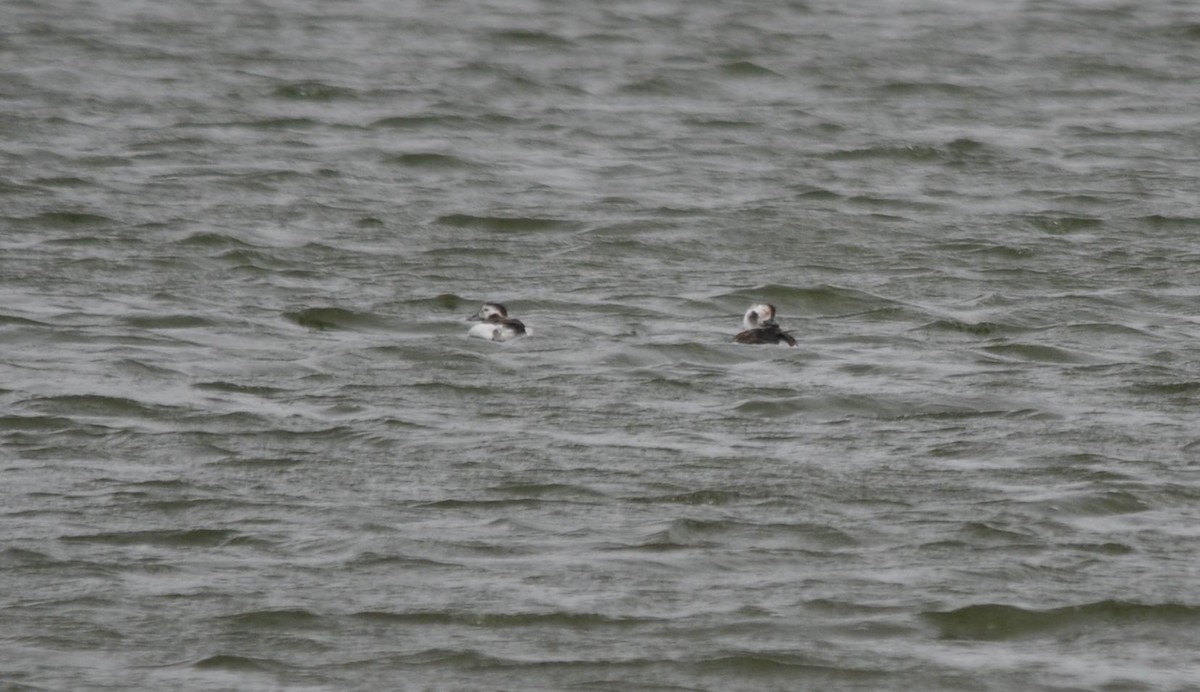 Long-tailed Duck - James Armstrong
