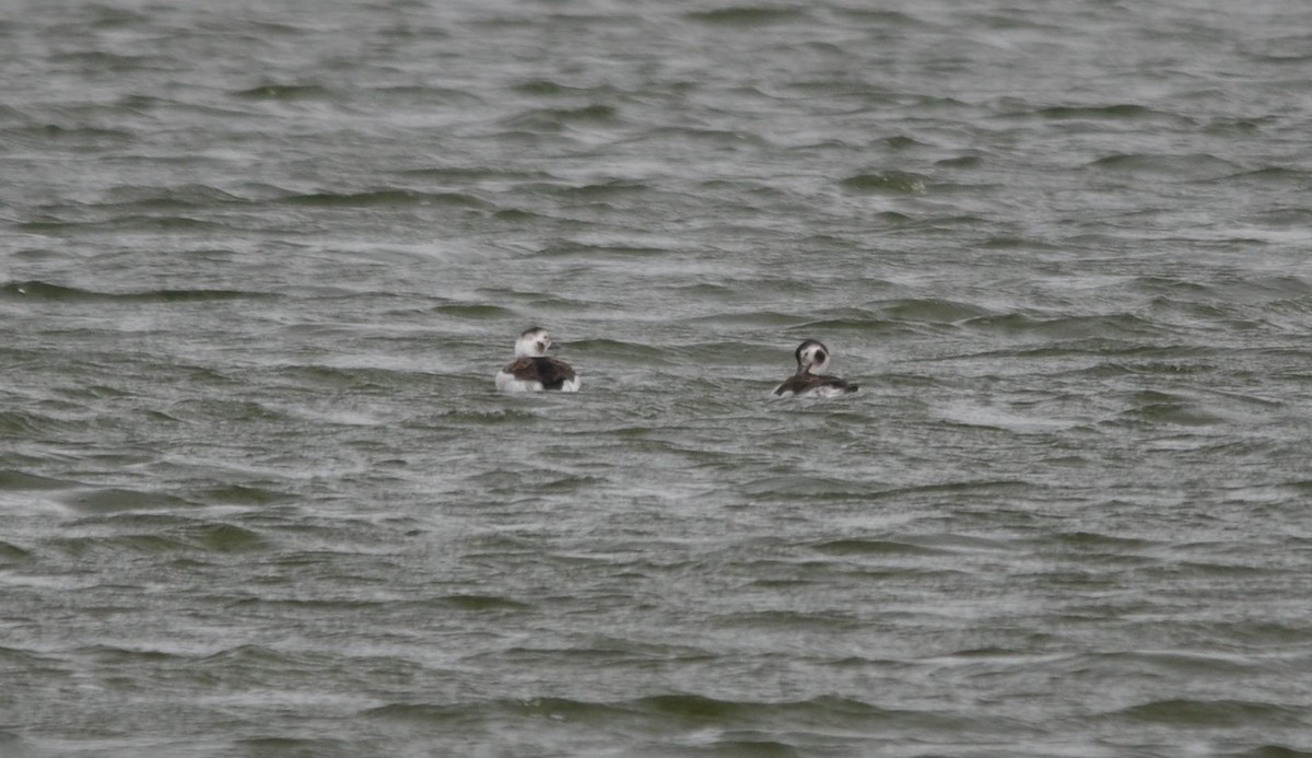 Long-tailed Duck - ML88087371