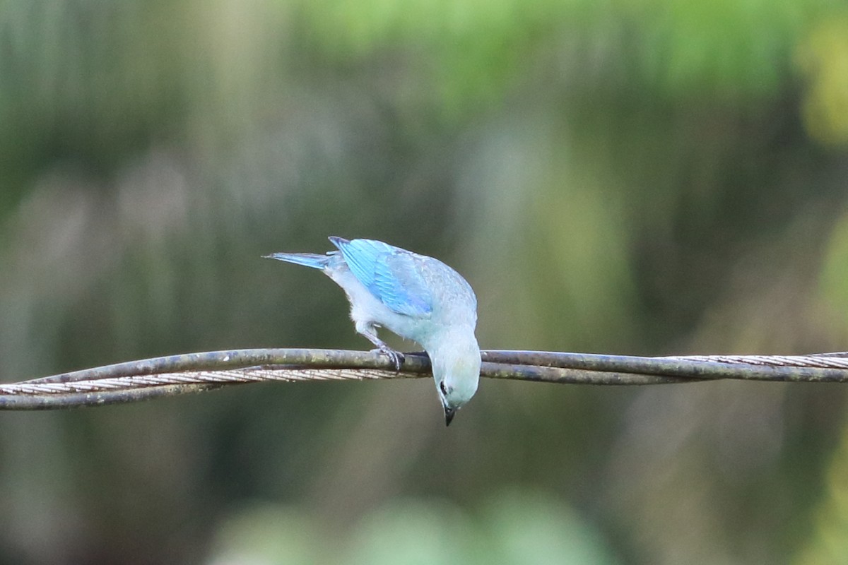 Blue-gray Tanager - ML88087691