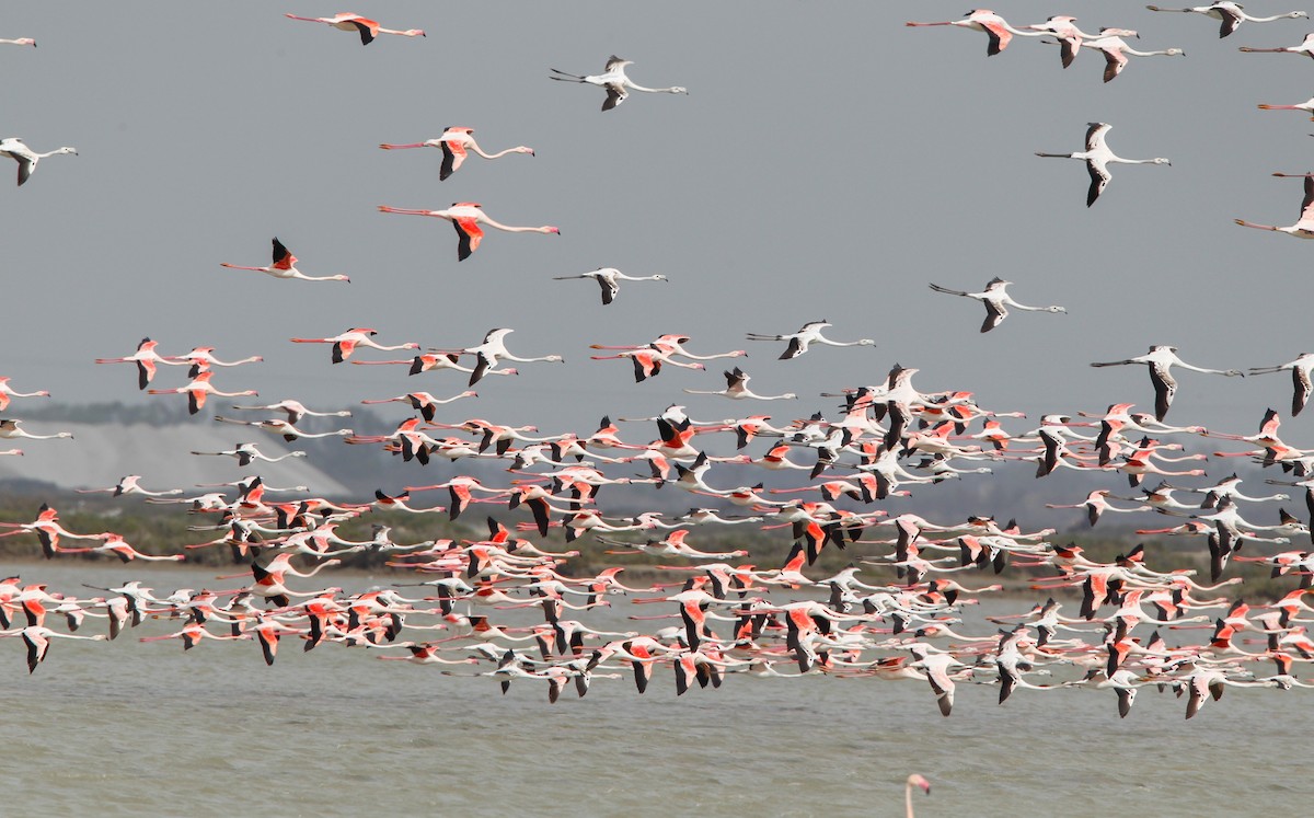 Greater Flamingo - ML88090171