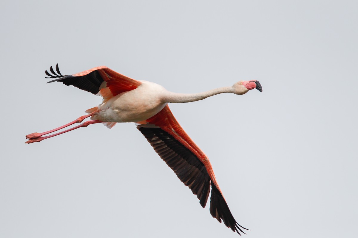 Greater Flamingo - ML88090221
