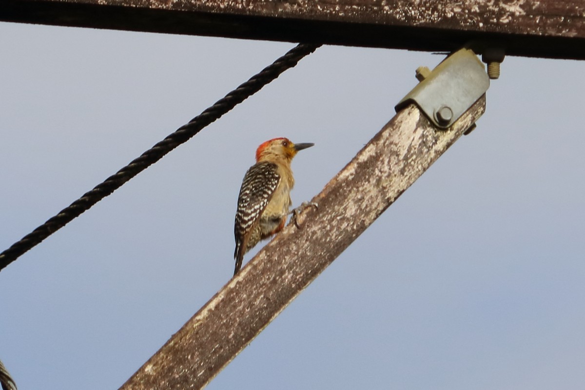 Red-crowned Woodpecker - ML88090241