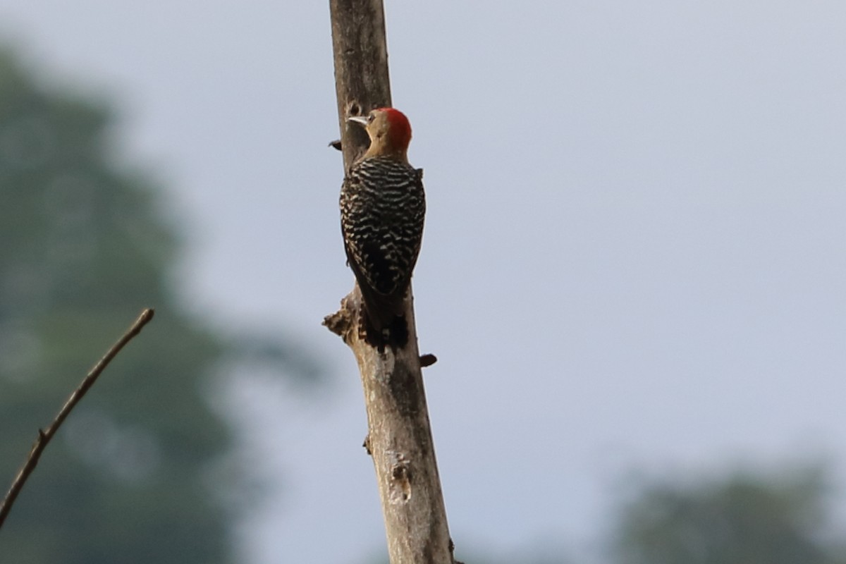 Red-crowned Woodpecker - ML88092301