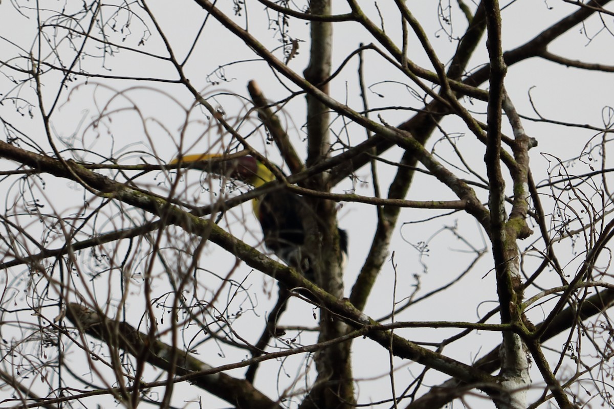 Yellow-throated Toucan - ML88092401