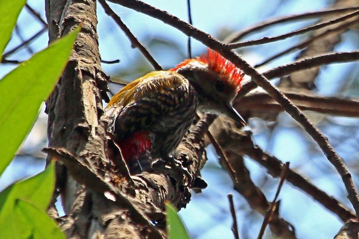 Abyssinian Woodpecker - ML88092571