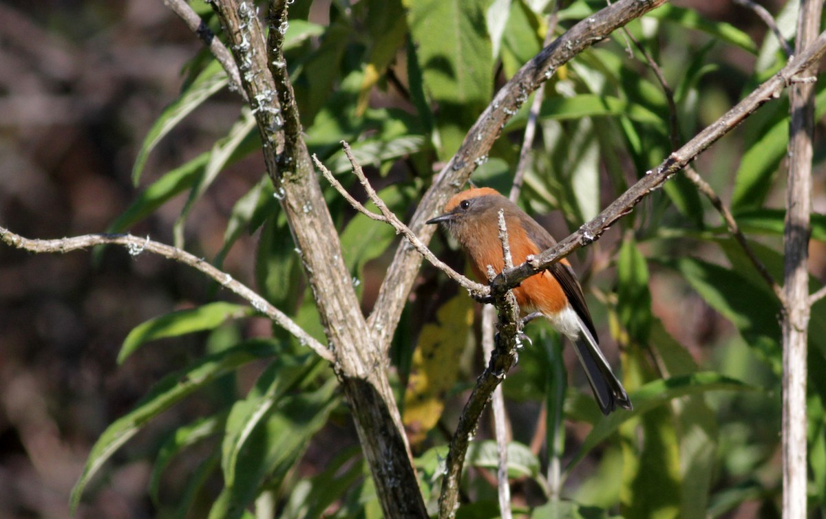 Rufous-browed Chat-Tyrant - ML88095061