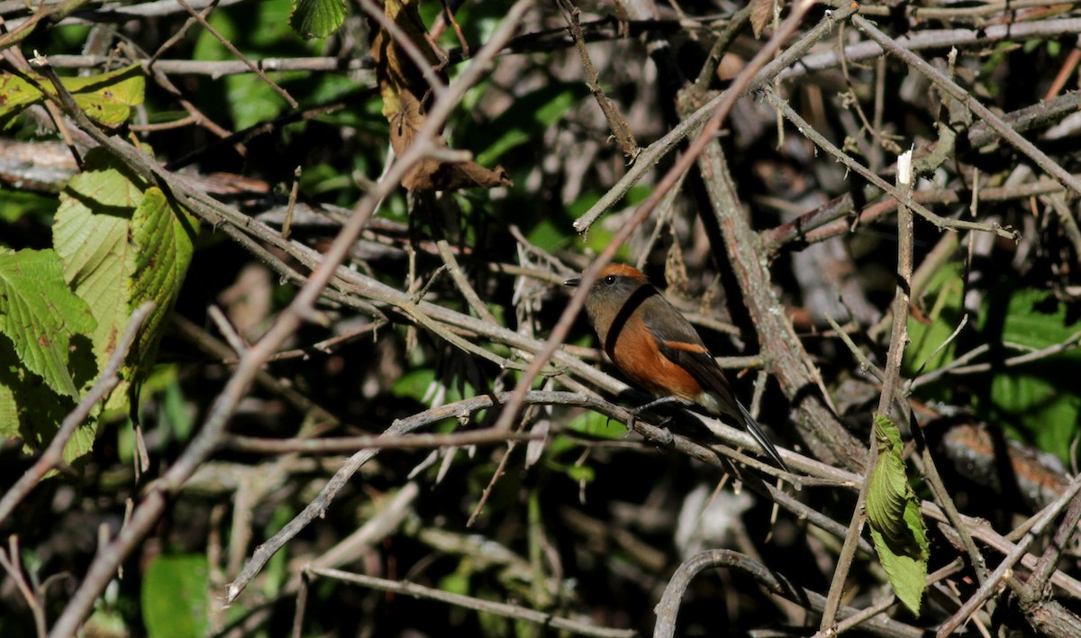 Rufous-browed Chat-Tyrant - ML88095071