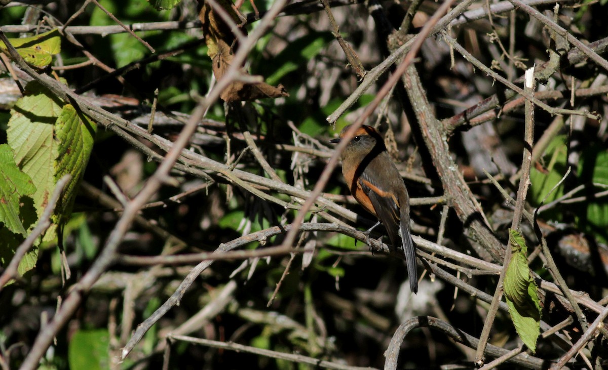 Rufous-browed Chat-Tyrant - ML88095081