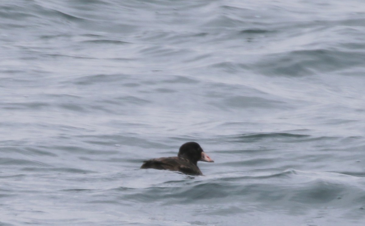 Surf Scoter - Mike Fung