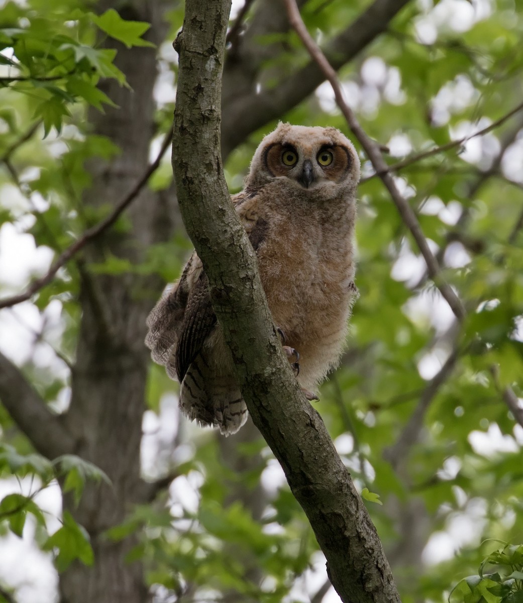 Great Horned Owl - Mark R Johnson