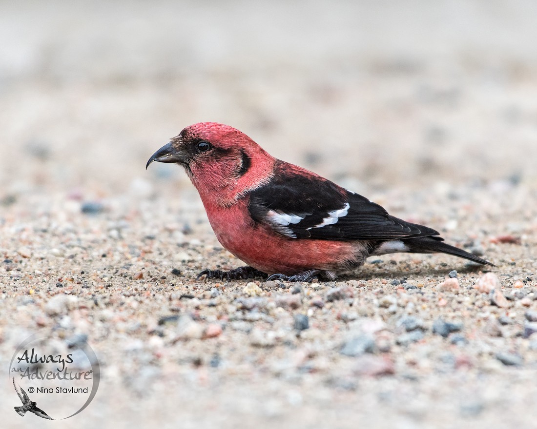 White-winged Crossbill - Always An Adventure Inc. Team
