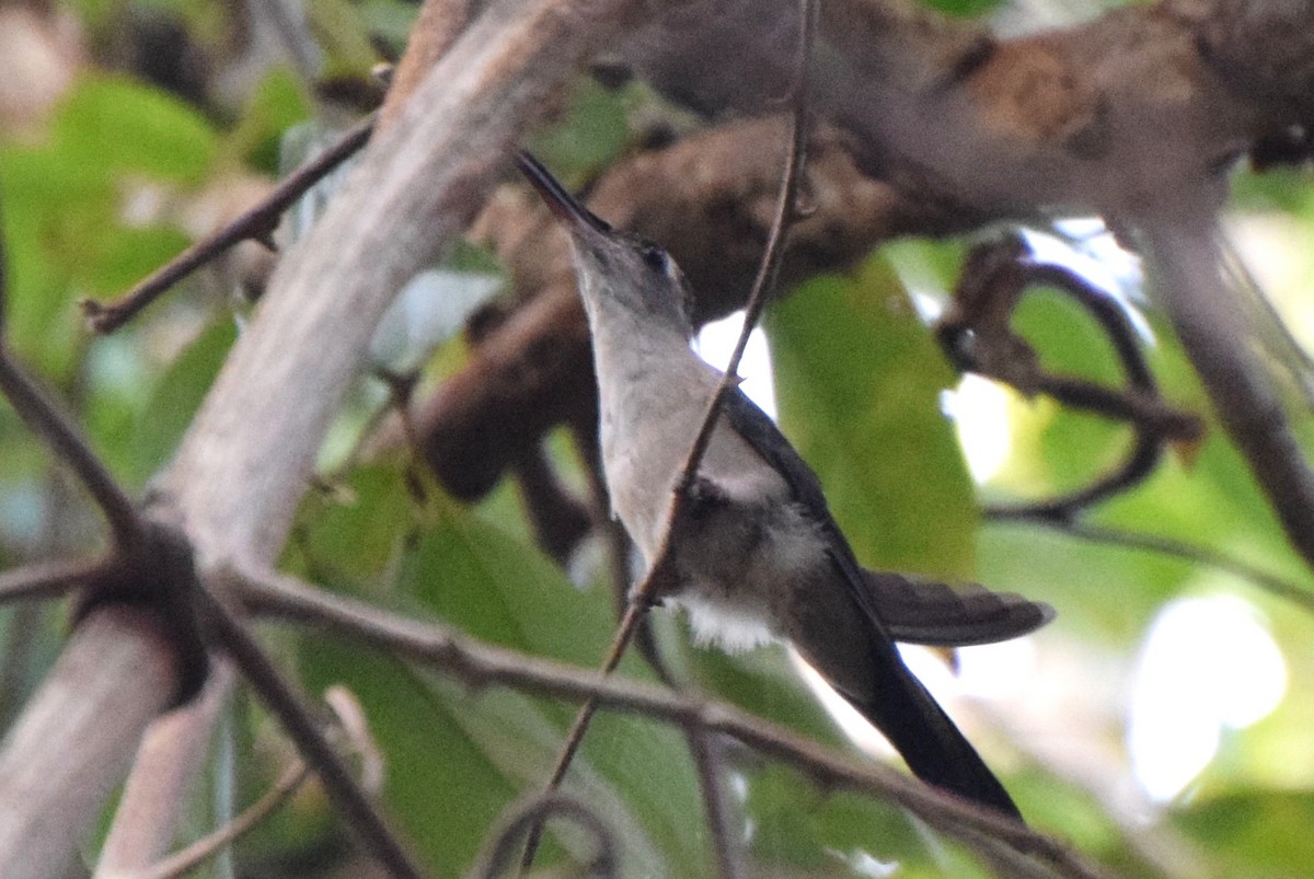 Wedge-tailed Sabrewing - irina shulgina