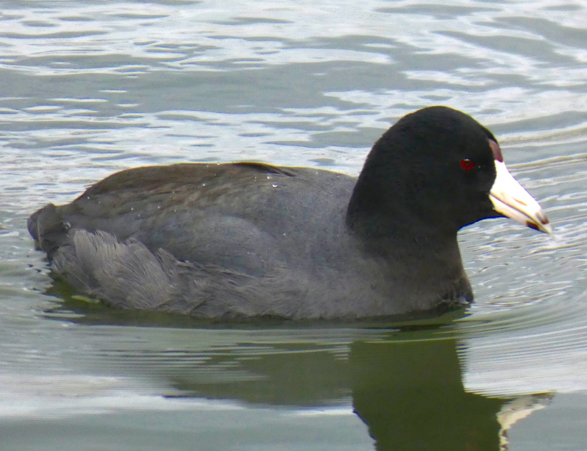 American Coot - Benjamin Byerly