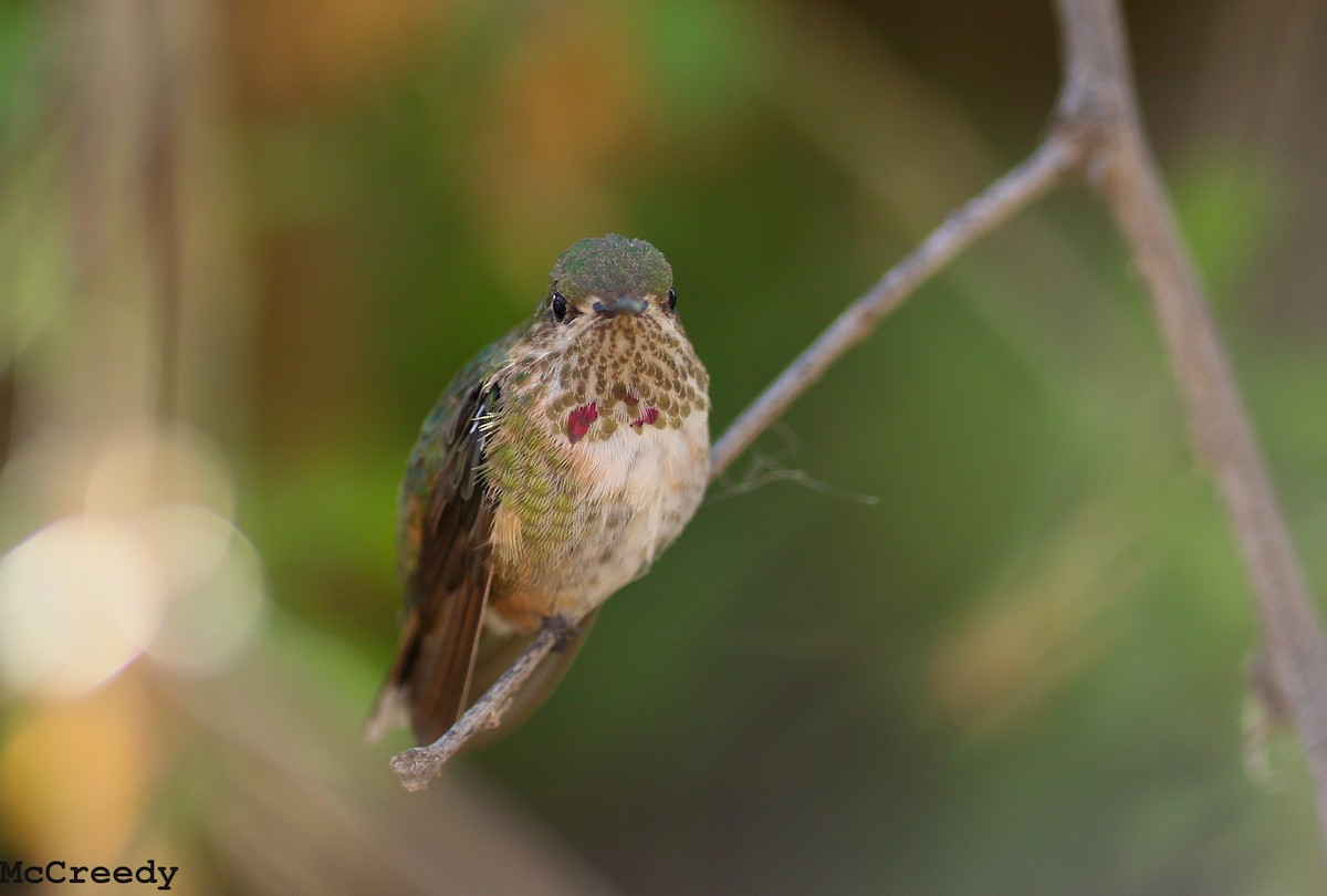 Calliope Hummingbird - Chris McCreedy - no playbacks