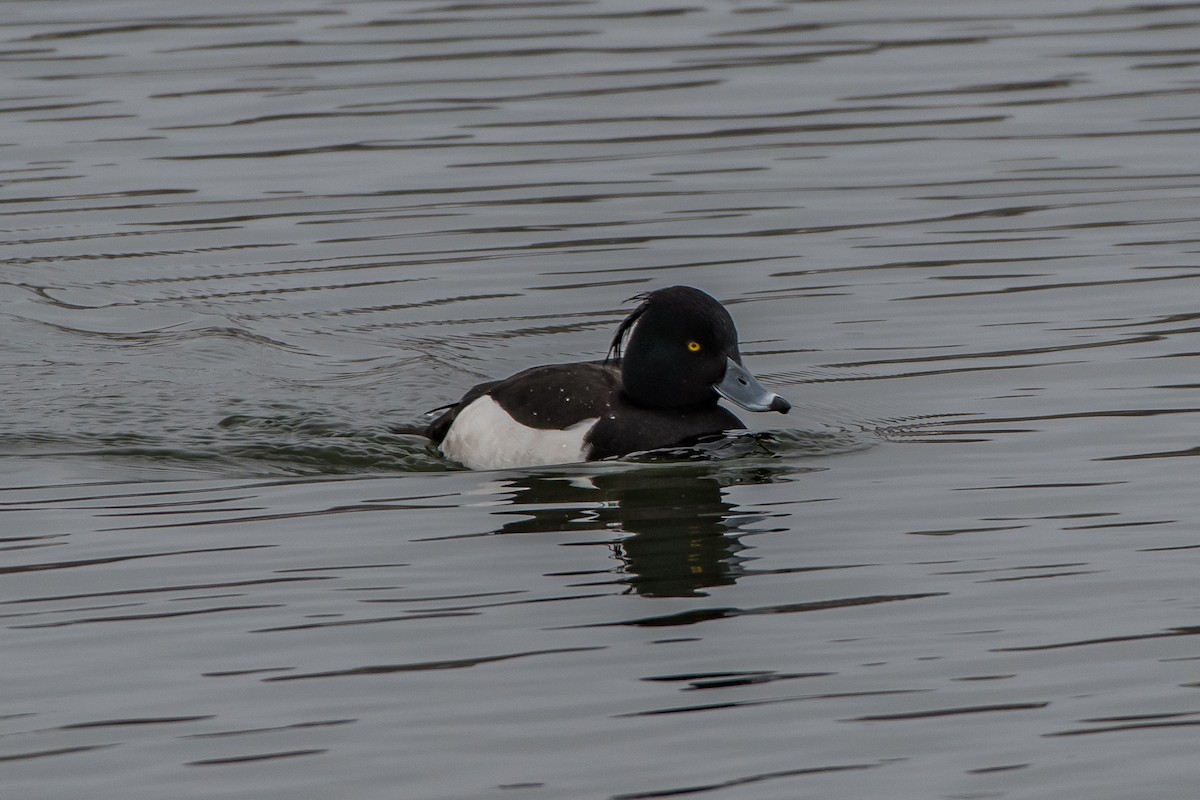 Tufted Duck - ML88109261