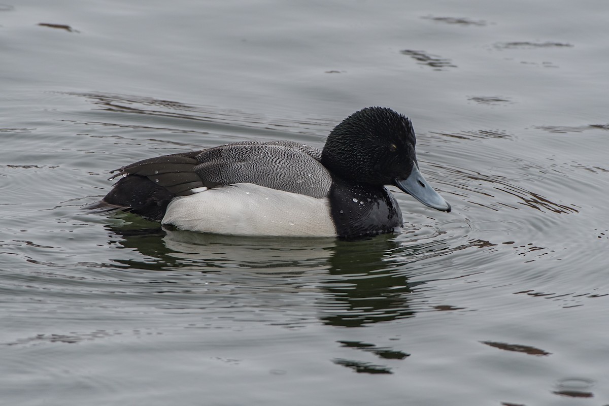 Greater Scaup - ML88109601
