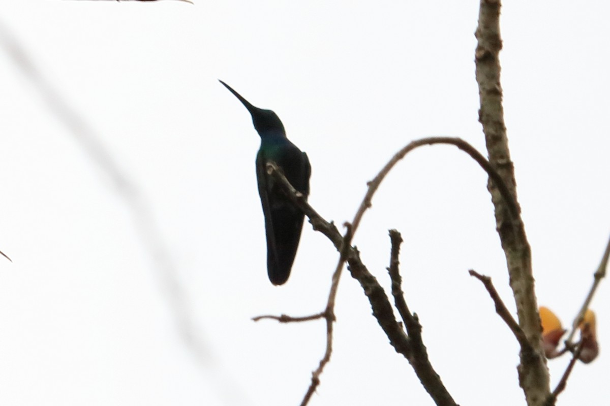 hummingbird sp. - ML88109701